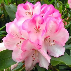 Light Pink Rhododendron Azalea Bush Shrub Tree Plant - 1-2 Year Old Live Plant