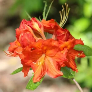 Rhododendron Plant 1-2 Yr Old Live Azalea Bush Shrub Tree Orange-Red Blossoms