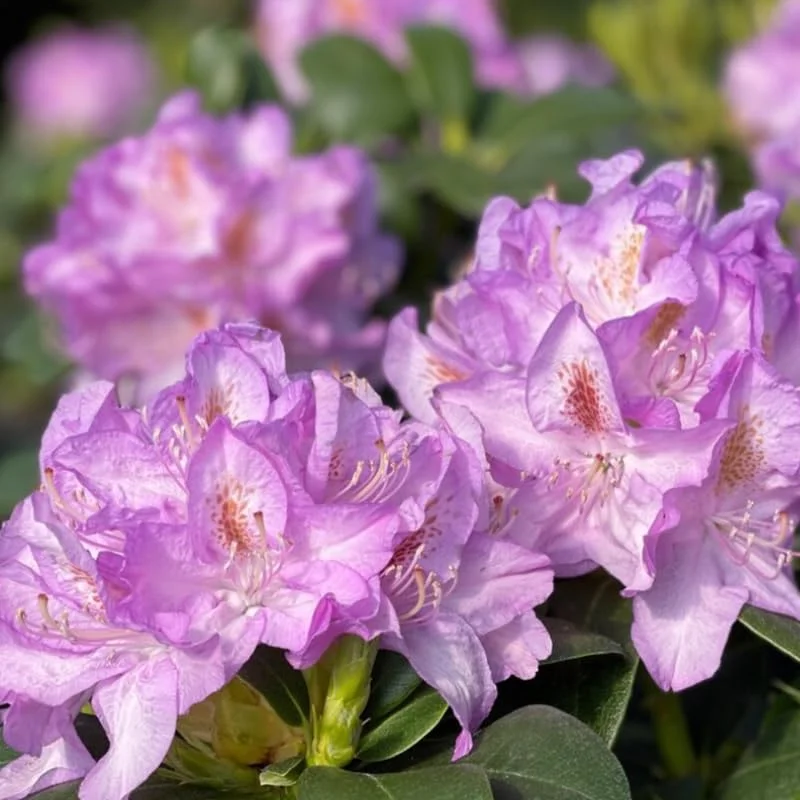 Rhododendron Plants Reddish-Purple Azalea Bush Shrub Tree 1-2 Yrs Old Live In Pot