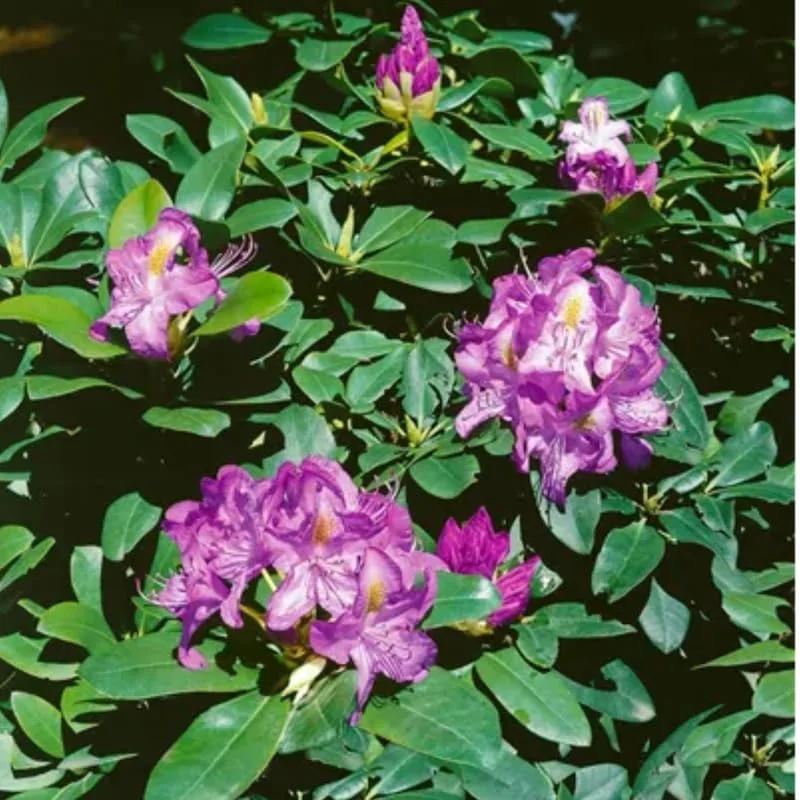 Rhododendron Plants Reddish-Purple Azalea Bush Shrub Tree 1-2 Yrs Old Live In Pot