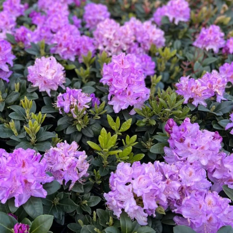 Rhododendron Plants Reddish-Purple Azalea Bush Shrub Tree 1-2 Yrs Old Live In Pot