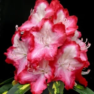 Rhododendron Plant - 1-2 Year Old Azalea Bush Shrub - Red & White Blooms