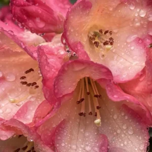 Rhododendron Azalea Bush Shrub Tree Plant - 1-2 Yrs Old - Peach, Yellow, Orange, Reddish-Pink Flowers