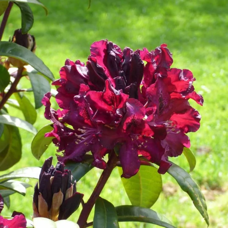Rhododendron Plant - Black Purple Azalea Bush Shrub - 1-2 Year Old Live Plant