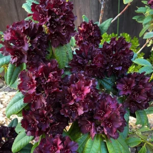 Rhododendron Plant - Black Purple Azalea Bush Shrub - 1-2 Year Old Live Plant