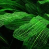 Aponogeton Live Aquarium Plants - 1-2 Bulbs - Freshwater Aquatic Planting