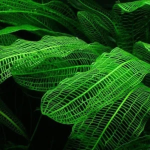 Aponogeton Live Aquarium Plants - 1-2 Bulbs - Freshwater Aquatic Planting