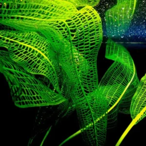 Aponogeton Live Aquarium Plants - 1-2 Bulbs - Freshwater Aquatic Planting