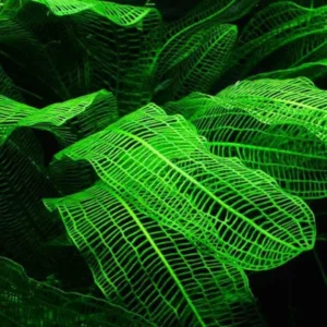 Aponogeton Live Aquarium Plants - 1-2 Bulbs - Freshwater Aquatic Planting