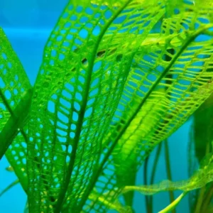 Aponogeton Live Aquarium Plants - 1-2 Bulbs - Freshwater Aquatic Planting