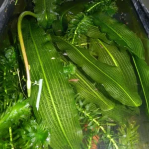 Live Aponogeton Aquarium Plants - Aquatic Bulbs for Freshwater Tanks