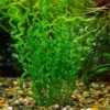 Corkscrew Sword Aquarium Plants Live - Curly Aquatic Plant - Freshwater Aquarium Planting