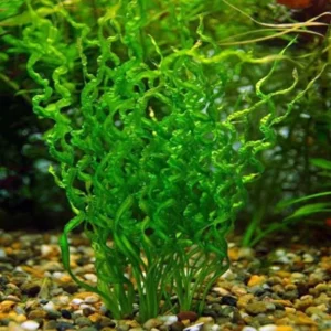 Corkscrew Sword Aquarium Plants Live - Curly Aquatic Plant - Freshwater Aquarium Planting