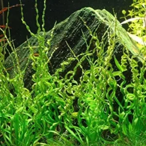 Corkscrew Sword Aquarium Plants Live - Curly Aquatic Plant - Freshwater Aquarium Planting