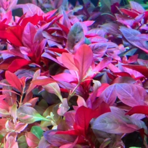 Dark Red Ludwigia Aquarium Plants Live - 5-7 Stems Freshwater Aquatic Plants