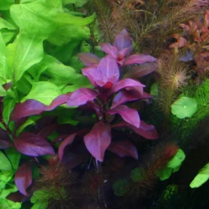 Dark Red Ludwigia Aquarium Plants Live - 5-7 Stems Freshwater Aquatic Plants