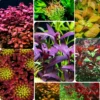 Live Aquarium Plants Mix - 7 Species Freshwater Fish Tank Ludwigia Stems