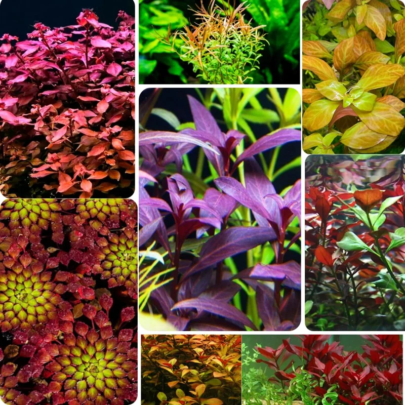 Live Aquarium Plants Mix - 7 Species Freshwater Fish Tank Ludwigia Stems