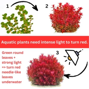 Live Aquarium Plants Mix - 7 Species Freshwater Fish Tank Ludwigia Stems