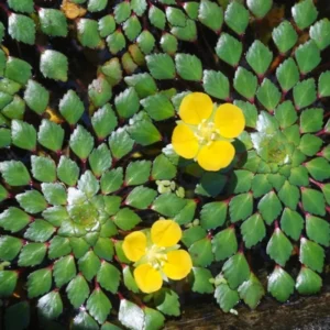 Live Aquarium Plants Mix - 7 Species Freshwater Fish Tank Ludwigia Stems