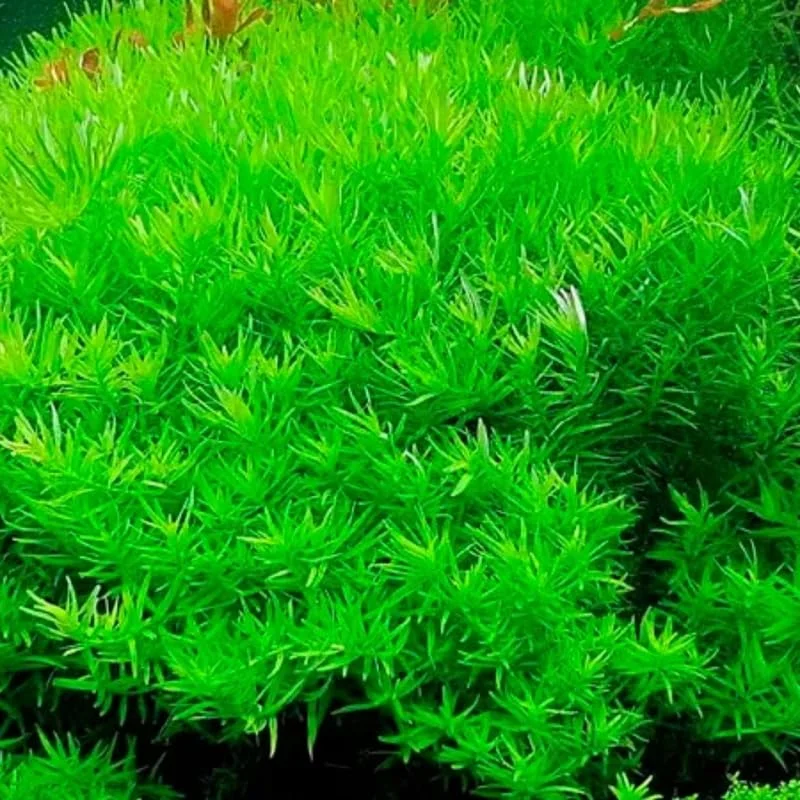 Green Rotala Aquarium Plants Live Bundle - 5-7 Stems Freshwater Aquatic