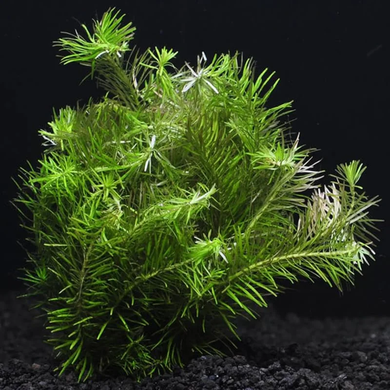 Green Rotala Aquarium Plants Live Bundle - 5-7 Stems Freshwater Aquatic
