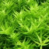Green Rotala Aquarium Plants Live - 5-7 Stems - Freshwater Aquatic