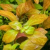 Live Ludwigia Aquarium Plants - Round Leaf Aquatic Plants for Freshwater Aquariums