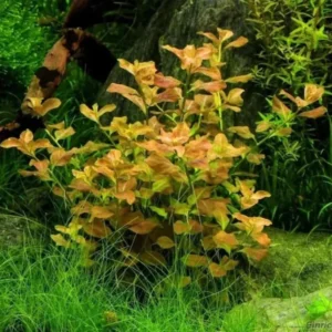 Live Ludwigia Aquarium Plants - Round Leaf Aquatic Plants for Freshwater Aquariums