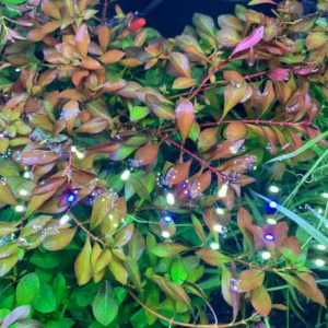 Live Ludwigia Aquarium Plants - 5-7 Stems - Freshwater Tank Decor