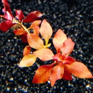 Live Ludwigia Aquarium Plants - 5-7 Stems - Freshwater Tank Decor