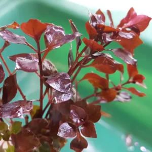 Ludwigia Aquarium Plants Live - 5-7 Stems - Freshwater Aquatic Plants - Green to Red