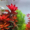 Ludwigia Aquarium Plants Live - Freshwater Aquatic Plants 5-7 Stems