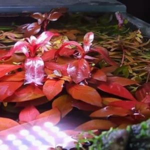 Ludwigia Aquarium Plants Live - Freshwater Aquatic Plants 5-7 Stems