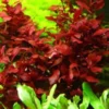 Ludwigia Aquarium Plants Live - Freshwater Aquatic Plants 5-7 Stems