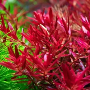 Red Rotala Rotundifolia Live Aquarium Plants - 5-7 Stems - Freshwater Aquatic