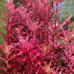 Red Rotala Rotundifolia Aquarium Plants - Live Rotala Bundle for Freshwater Aquariums