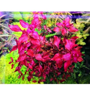 Ludwigia Aquatic Plants - Super Red Aquarium Plants Bundle - 5-7 Stems - Freshwater Live