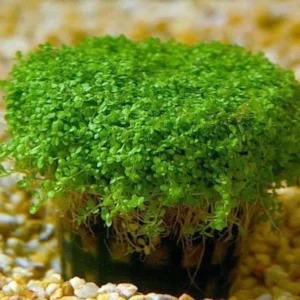 Live Green Aquarium Plants Mix - 7 Species Freshwater Fish Tank Decor