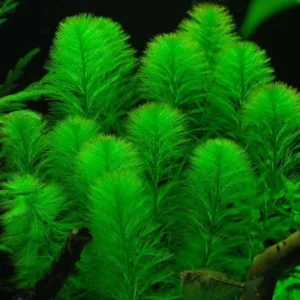 Live Green Aquarium Plants Mix - 7 Species Freshwater Fish Tank Decor