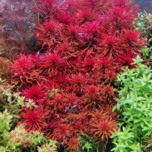 Live Freshwater Aquarium Plants - Mixed Red Stems for Fish Tank