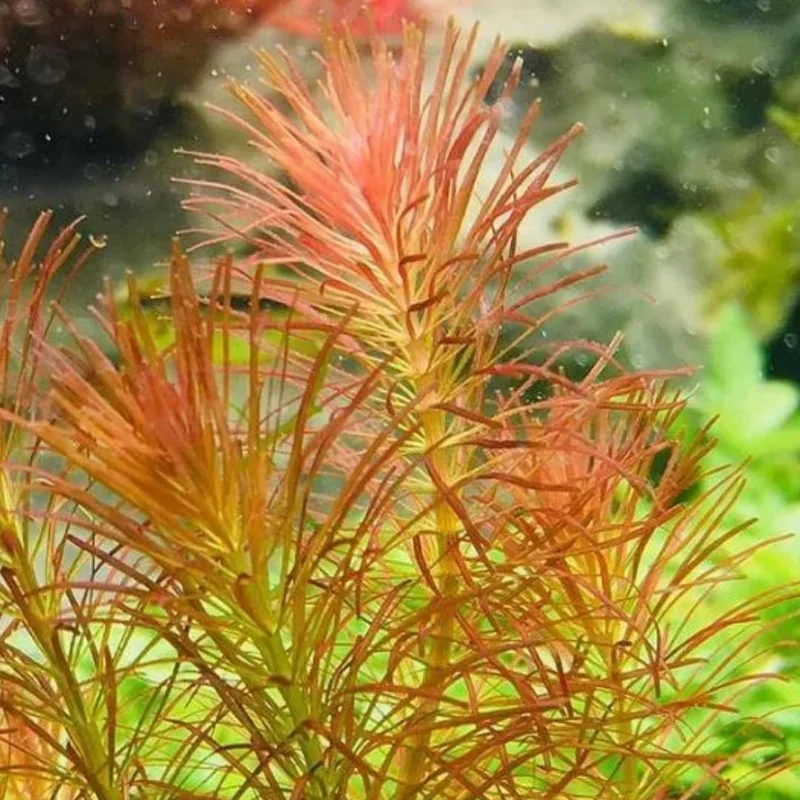 Live Freshwater Aquarium Plants - Mixed Red Stems for Fish Tank