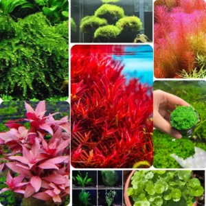Live Red Aquarium Plants - 7 Species Mixed Stems Freshwater Fish Tank