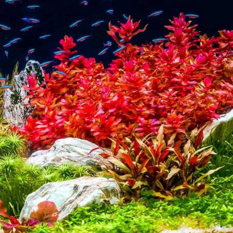 Live Red Aquarium Plants - 7 Species Mixed Stems Freshwater Fish Tank
