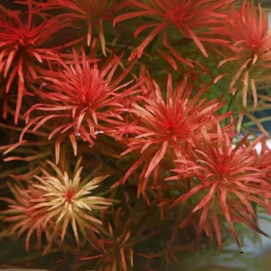 7 Rotala Walichii Live Aquarium Plants - Freshwater Fish Tank Whorly Rotala