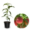 Belle of Georgia Peach Trees Live Plants - 12-18" Bare Root for Home Gardens