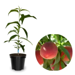Belle of Georgia Peach Trees Live Plants - 12-18