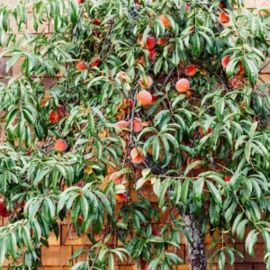 Belle of Georgia Peach Trees Live Plants - 12-18