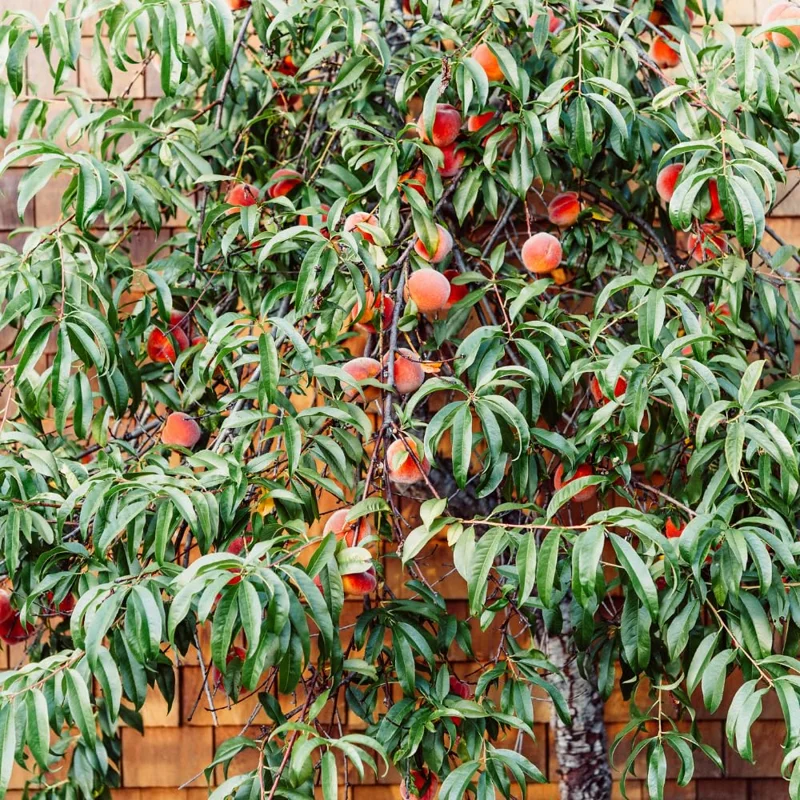 Belle of Georgia Peach Trees Live Plants - 12-18" Bare Root for Home Gardens