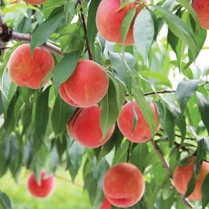Belle of Georgia Peach Trees Live Plants - 12-18